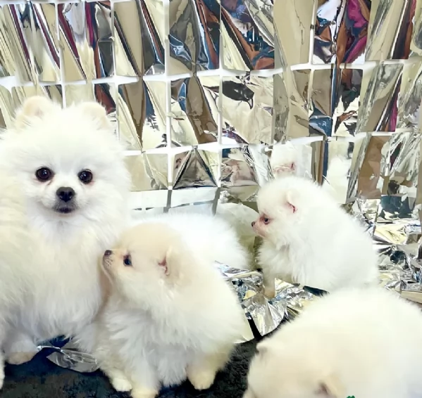 meravigliosi pomeranian maschio e femmina per ladozione | Foto 2