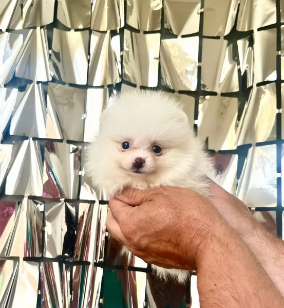 meravigliosi pomeranian maschio e femmina per ladozione | Foto 1