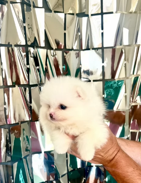 meravigliosi pomeranian maschio e femmina per ladozione | Foto 0