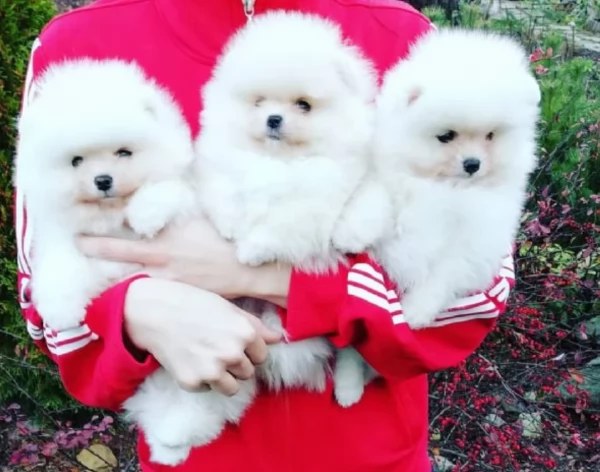 meravigliosi pomeranian maschio e femmina per ladozione