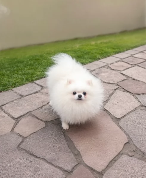 meravigliosi pomeranian maschio e femmina per ladozione | Foto 1