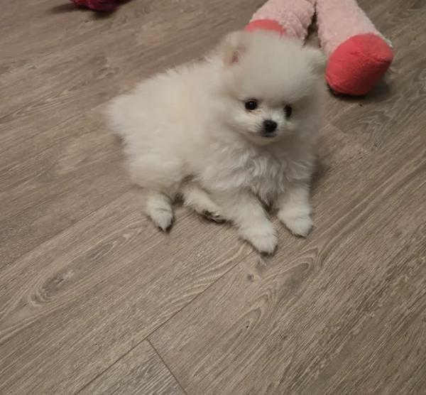 meravigliosi pomeranian maschio e femmina per ladozione | Foto 0