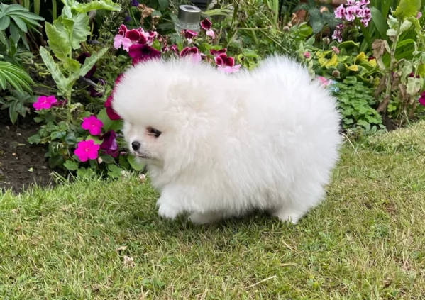 meravigliosi pomeranian maschio e femmina per ladozione | Foto 1