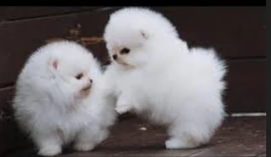 meravigliosi pomeranian maschio e femmina per ladozione