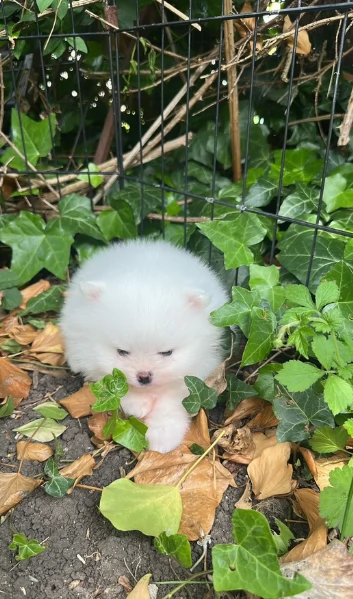 meravigliosi pomeranian maschio e femmina per ladozione | Foto 1
