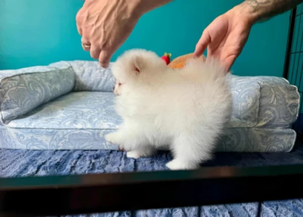 meravigliosi pomeranian maschio e femmina per ladozione | Foto 0