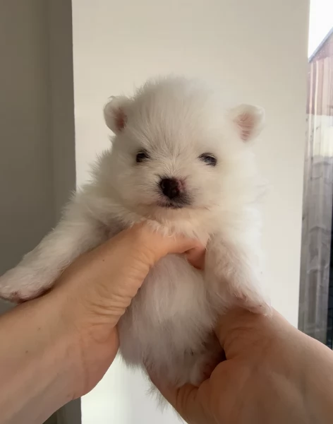 meravigliosi pomeranian maschio e femmina per ladozione | Foto 2