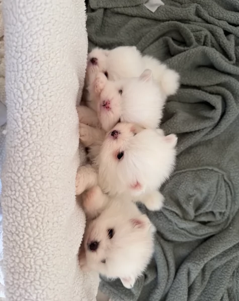 meravigliosi pomeranian maschio e femmina per ladozione | Foto 0