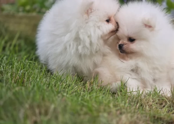 meravigliosi pomeranian maschio e femmina per ladozione | Foto 4