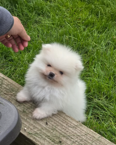 meravigliosi pomeranian maschio e femmina per ladozione