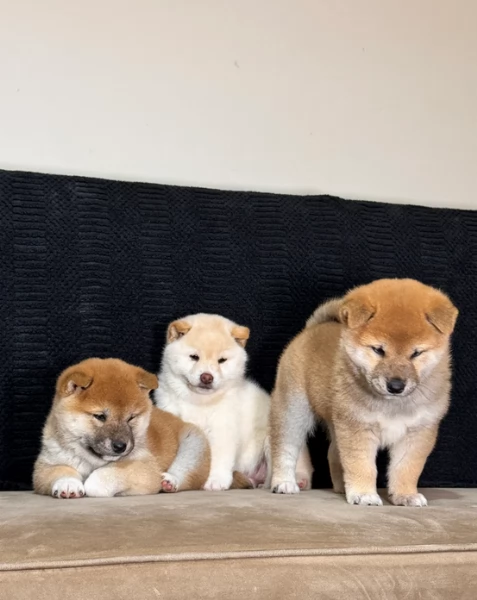 meravigliosi Shiba Inu toy maschio e femmina per ladozione