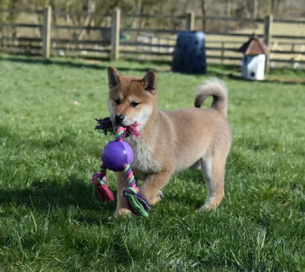 meravigliosi Shiba Inu toy maschio e femmina per ladozione