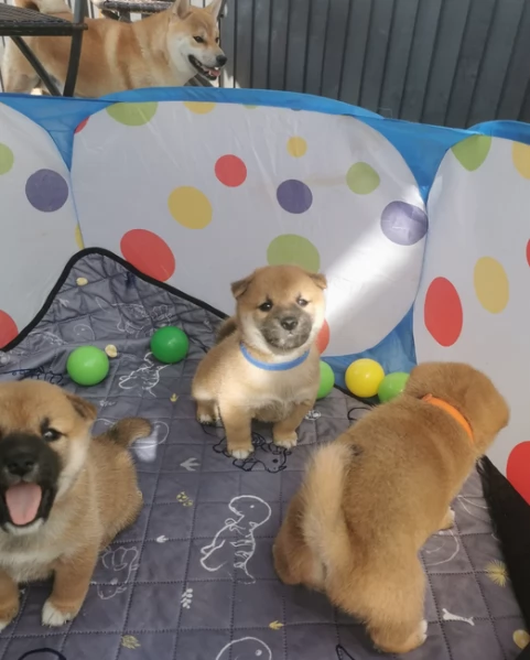 meravigliosi Shiba Inu toy maschio e femmina per ladozione
