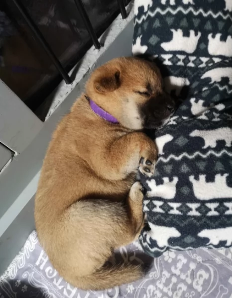 meravigliosi Shiba Inu toy maschio e femmina per ladozione | Foto 1