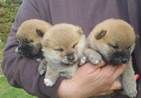 meravigliosi Shiba Inu toy maschio e femmina per ladozione | Foto 1