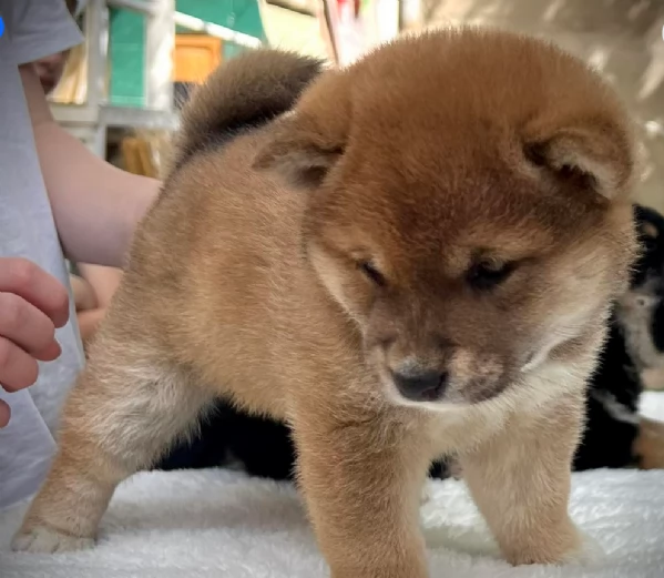 meravigliosi Shiba Inu toy maschio e femmina per ladozione | Foto 0