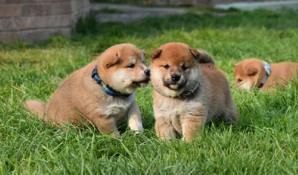 meravigliosi Shiba Inu toy maschio e femmina per ladozione | Foto 1