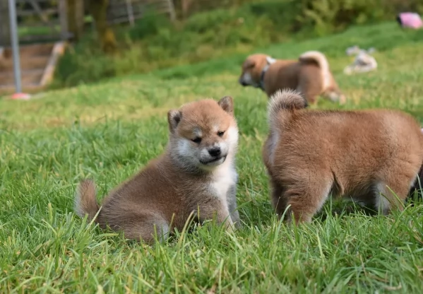 meravigliosi Shiba Inu toy maschio e femmina per ladozione | Foto 0