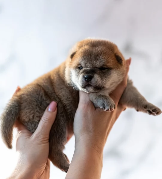 meravigliosi Shiba Inu toy maschio e femmina per ladozione | Foto 3