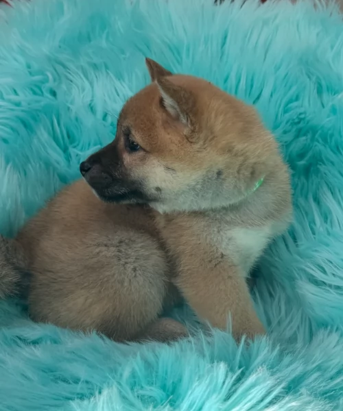 meravigliosi Shiba Inu toy maschio e femmina per ladozione