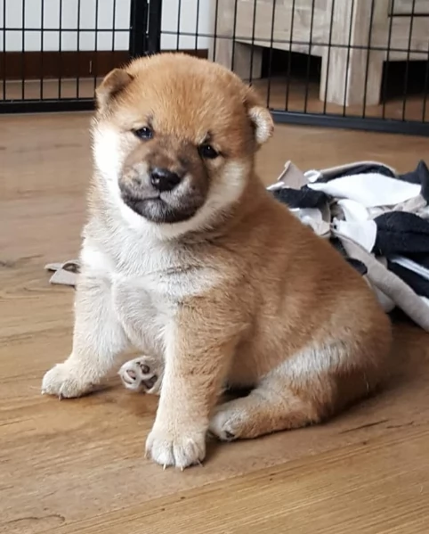 meravigliosi Shiba Inu toy maschio e femmina per ladozione | Foto 5