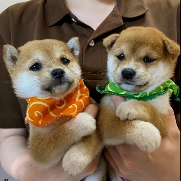 meravigliosi Shiba Inu toy maschio e femmina per ladozione | Foto 3