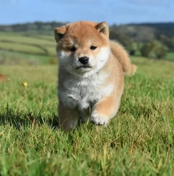 meravigliosi Shiba Inu toy maschio e femmina per ladozione | Foto 4