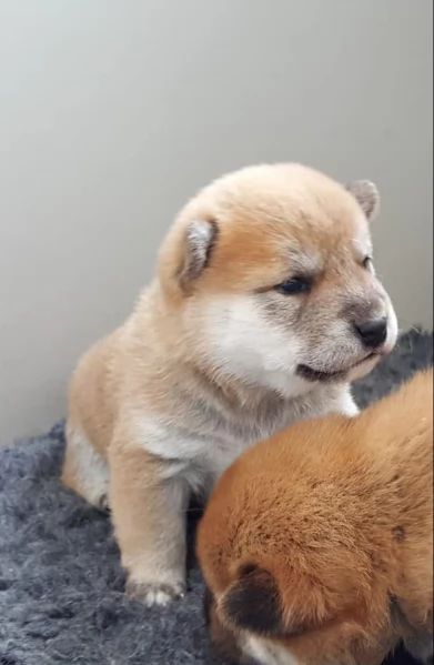 meravigliosi Shiba Inu toy maschio e femmina per ladozione | Foto 3