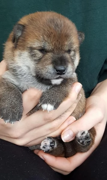 meravigliosi Shiba Inu toy maschio e femmina per ladozione | Foto 0