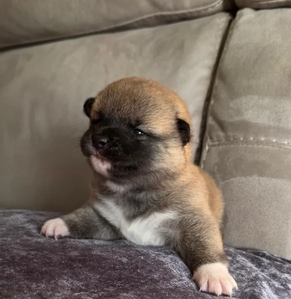 meravigliosi Shiba Inu toy maschio e femmina per ladozione | Foto 4