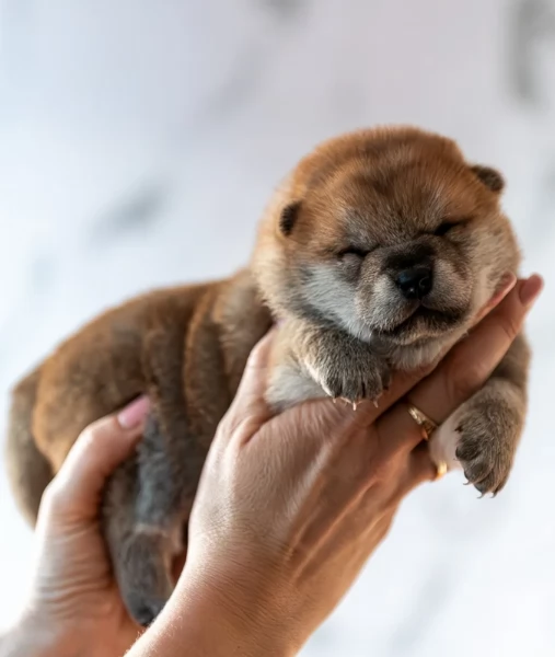 meravigliosi Shiba Inu toy maschio e femmina per ladozione | Foto 3