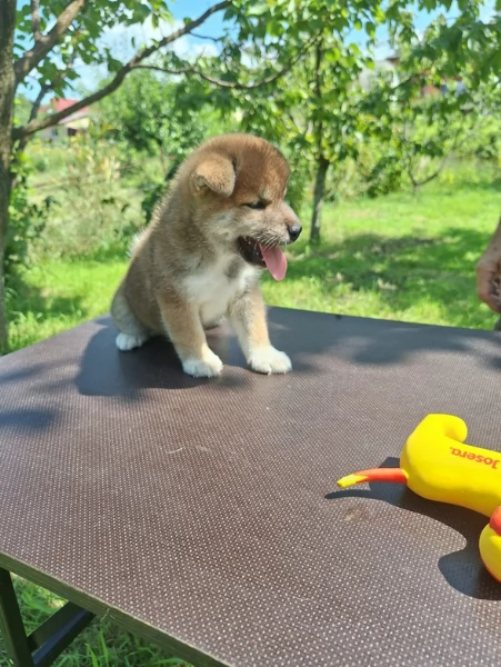 meravigliosi Shiba Inu toy maschio e femmina per ladozione