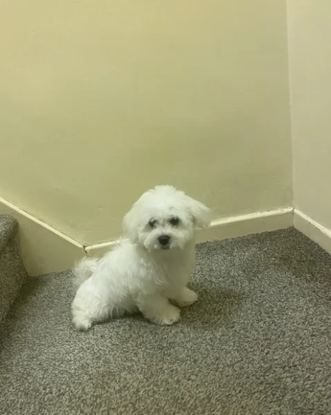 bellissimi maltese per adozione | Foto 6