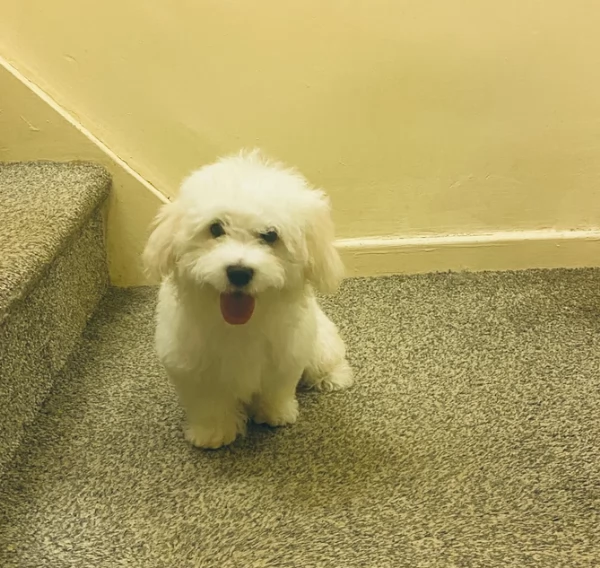 bellissimi maltese per adozione | Foto 5