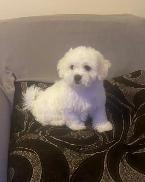 bellissimi maltese per adozione | Foto 4