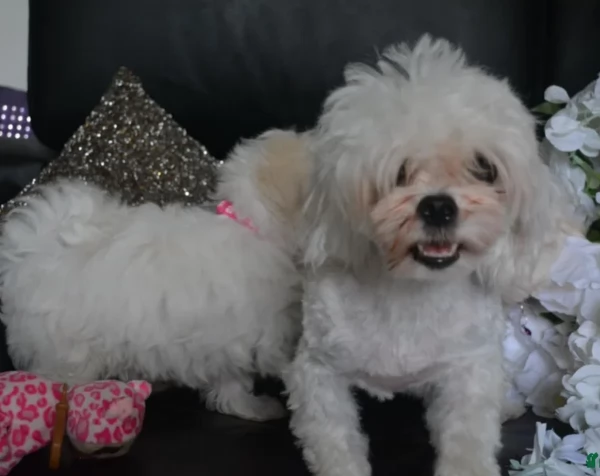 bellissimi maltese per adozione | Foto 3