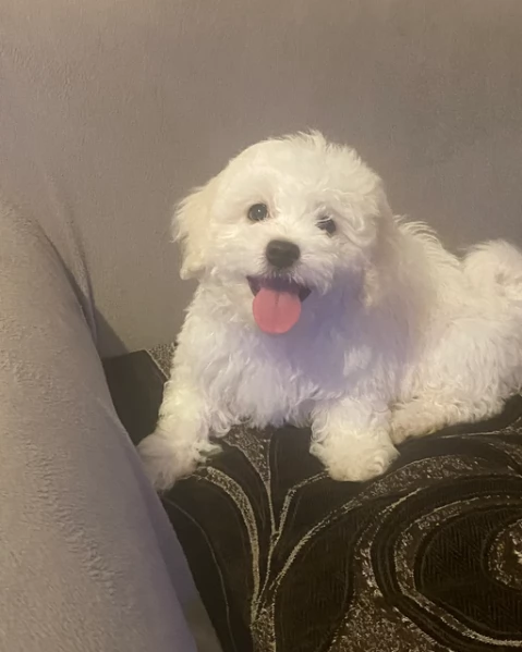 bellissimi maltese per adozione | Foto 2