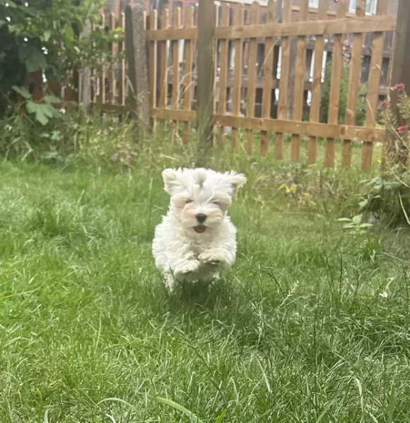 bellissimi maltese per adozione | Foto 1