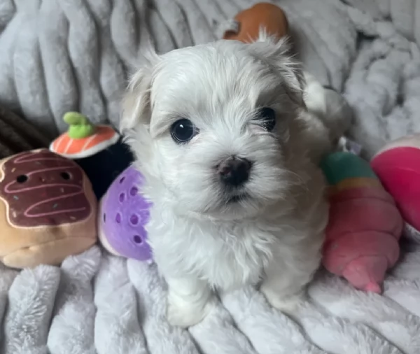 bellissimi maltese per adozione | Foto 1