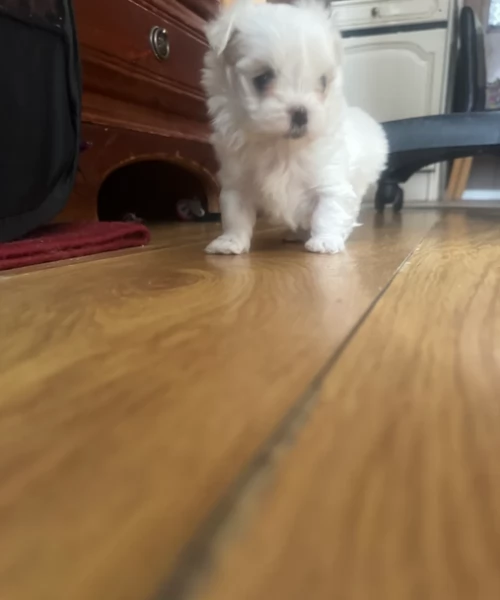 bellissimi maltese per adozione | Foto 1