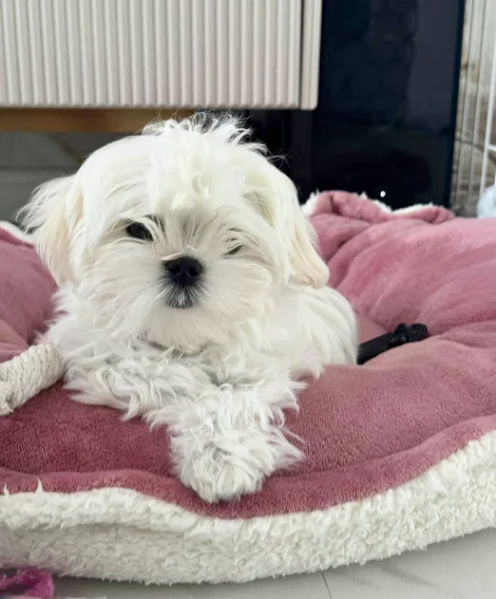 bellissimi maltese per adozione | Foto 0