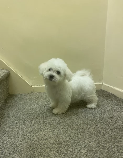 bellissimi maltese per adozione