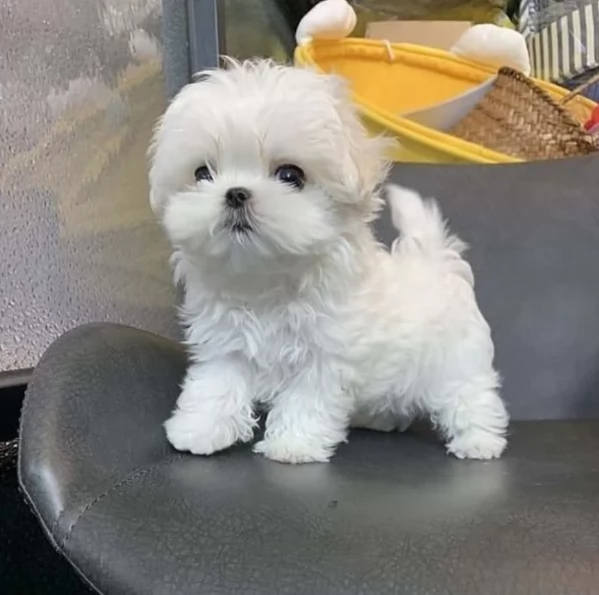 bellissimi maltese per adozione | Foto 6