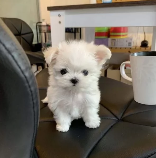 bellissimi maltese per adozione | Foto 4