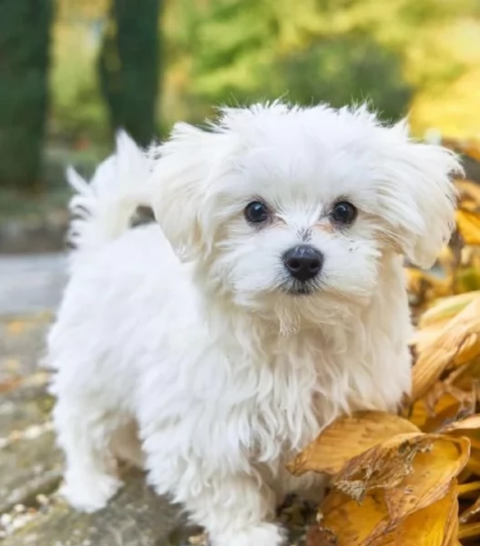 bellissimi maltese per adozione | Foto 0