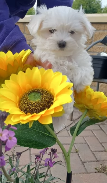 bellissimi maltese per adozione | Foto 6