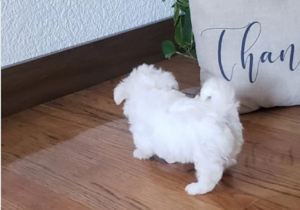 bellissimi maltese per adozione | Foto 3