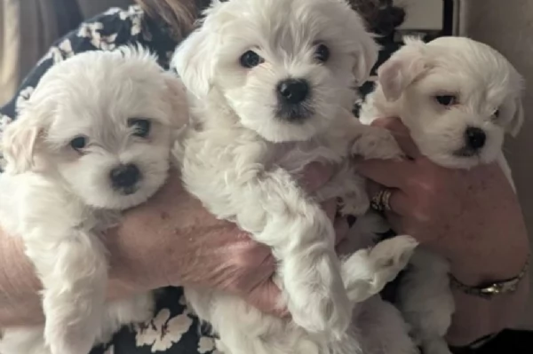 bellissimi maltese per adozione | Foto 1