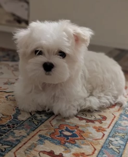 bellissimi maltese per adozione | Foto 6