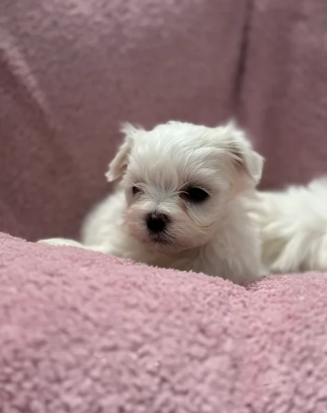 bellissimi maltese per adozione | Foto 5